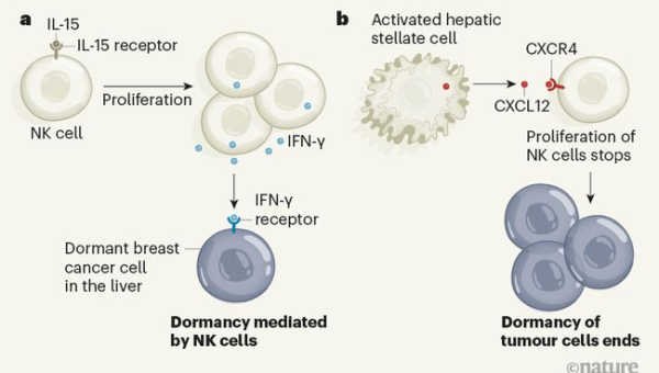 Subversion(SVN)迁移指南:从老旧版本控制系统过渡到 Git 的 5 个步骤-一支黑兰州